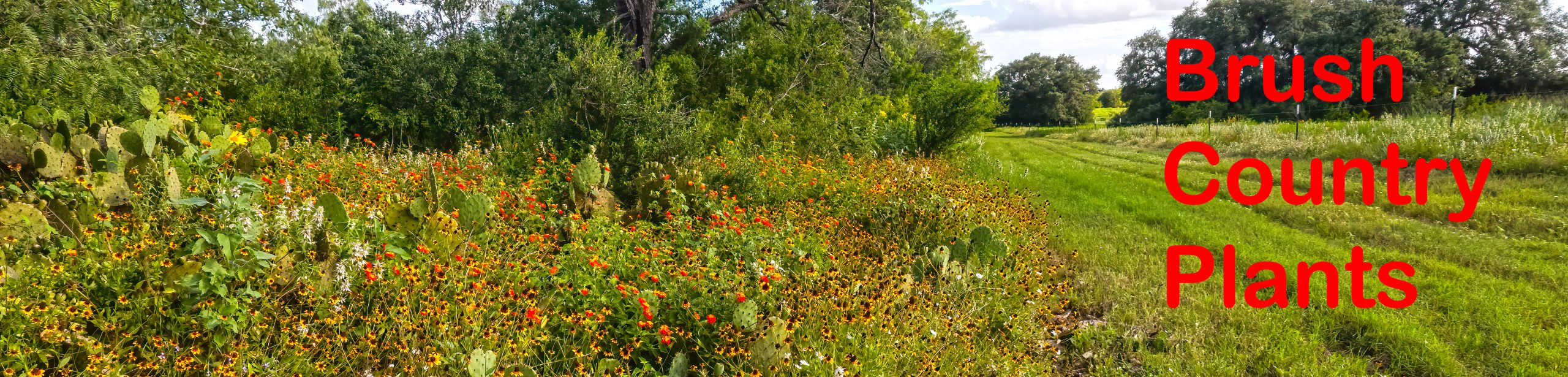 Brush Country Plants